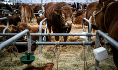 Des vaches au Sommet de l'élevage à Cournon-d'Auvergne, le 8 octobre 2026 dans le Puy-de-Dôme ( AFP / OLIVIER CHASSIGNOLE )