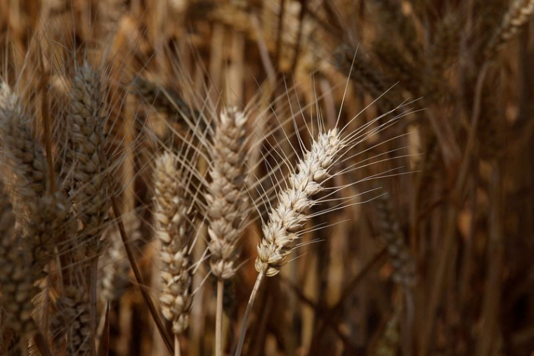 Visite des médias dans une ferme de Syngenta, dans le comté de Wei, en Chine